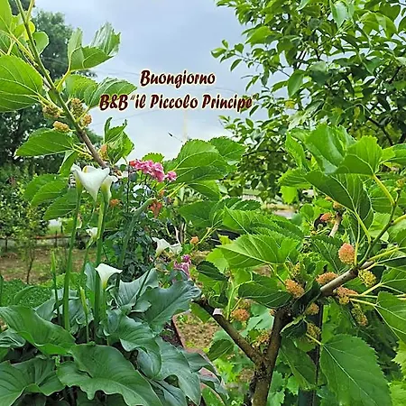 Il Piccolo Principe فندق مبيت وإفطار Torrice